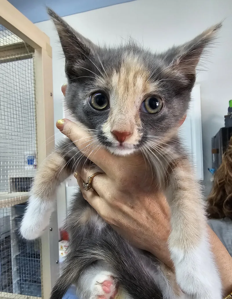 A baby medium-sized female Dilute Calico Domestic Short Hair cat named Filly for adoption in Toledo, OH