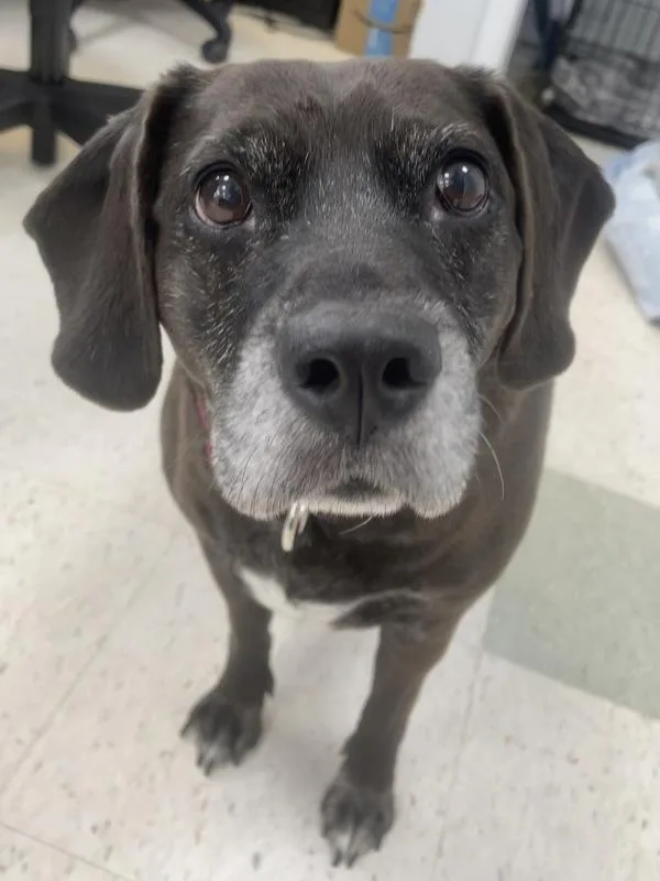 Stella
