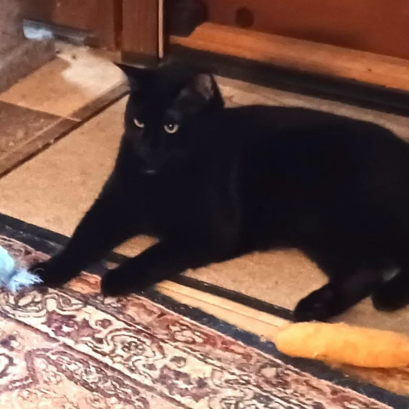 Humphrey thumbnail 2