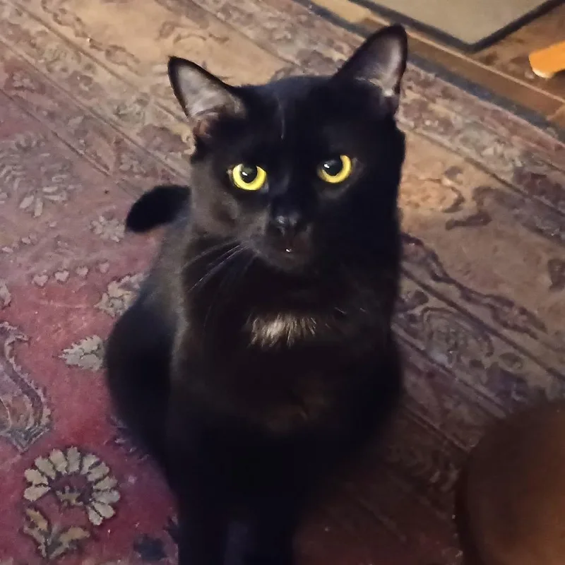 Humphrey thumbnail 4