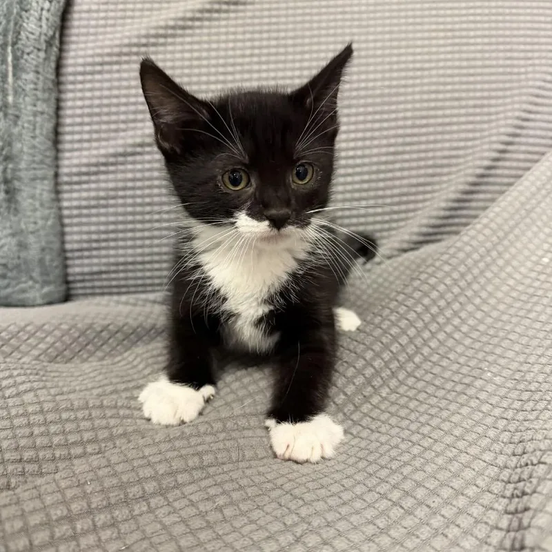 A baby small-sized female Black Domestic Short Hair cat named Cobweb for adoption in Buffalo, MN