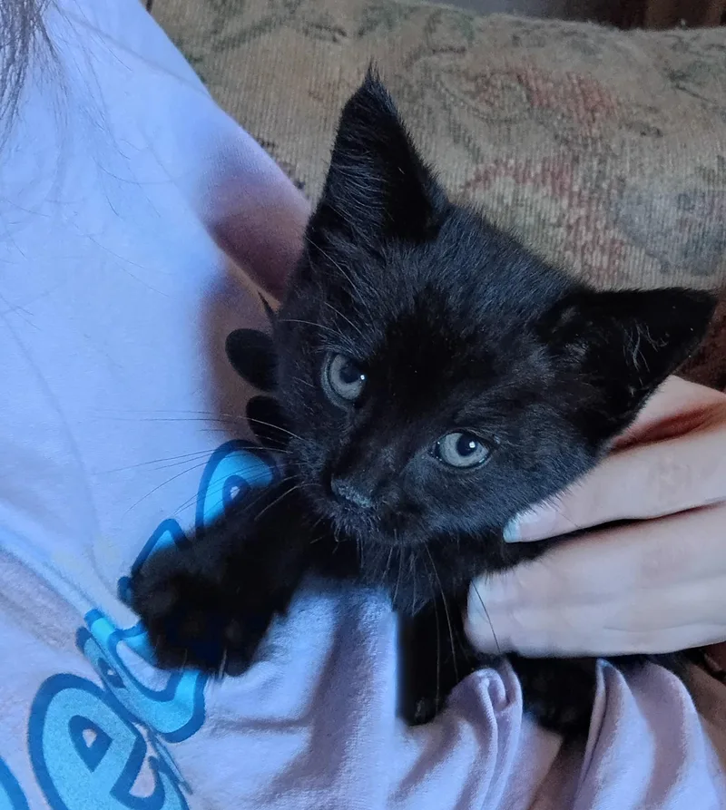 A baby medium-sized female Black Domestic Short Hair cat named Siren for adoption in Fair Oaks, IN
