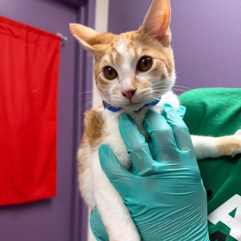 A baby small-sized male Orange / Red Domestic Short Hair cat named Stray Holdpaprika for adoption in Albuquerque, NM