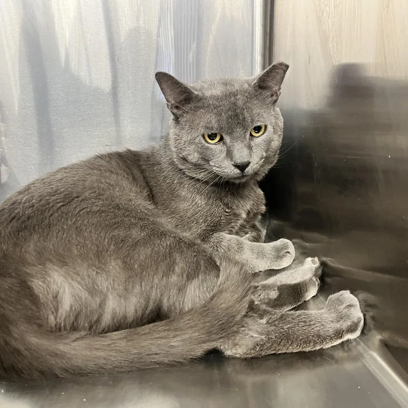 An adult large-sized male Gray / Blue / Silver Domestic Short Hair cat named Zeus for adoption in Hamburg, NY