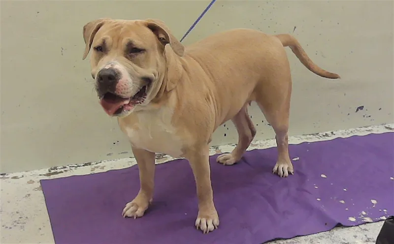 A young extra large-sized female Staffordshire Bull Terrier dog named Canela for adoption in Houston, TX