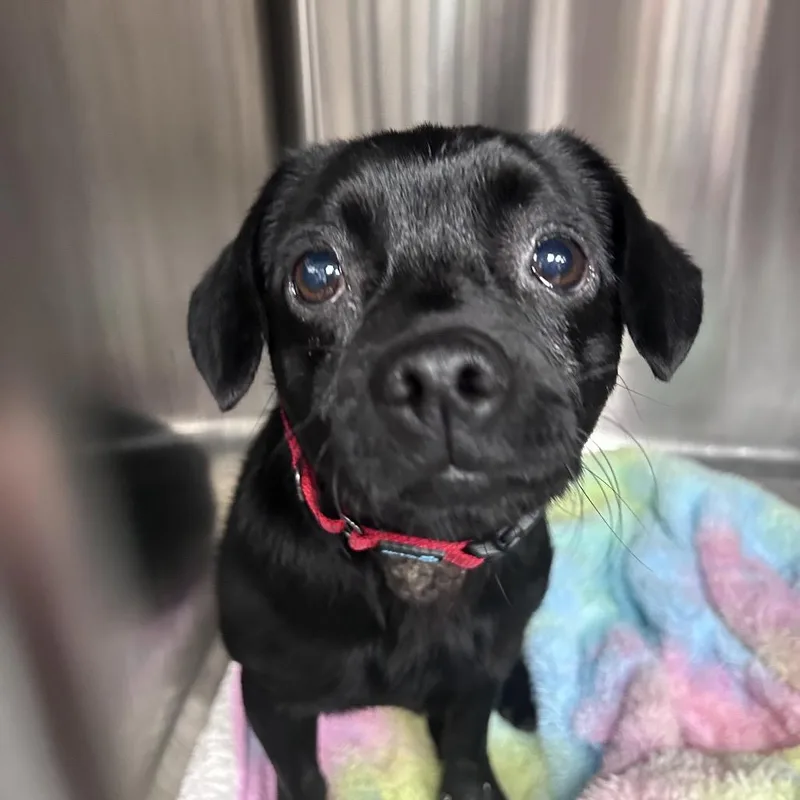 An adult small-sized male Black Mixed Breed dog named Zeke for adoption in Uniontown, PA