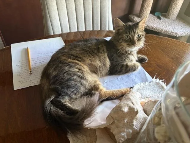 A young small-sized female Torbie Maine Coon cat named Honey for adoption in Churchville, PA