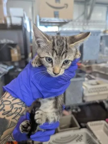 A baby small-sized male Domestic Short Hair cat named Ricardo for adoption in San Bernardino, CA