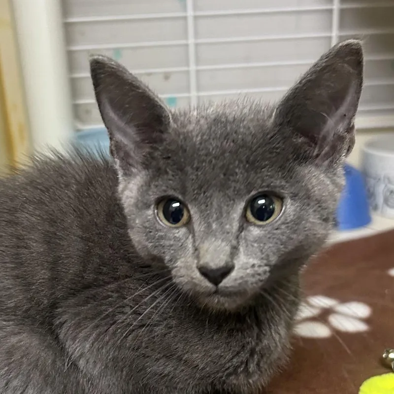 A baby small-sized male Gray / Blue / Silver Domestic Short Hair cat named The Milk Man for adoption in Newark, DE