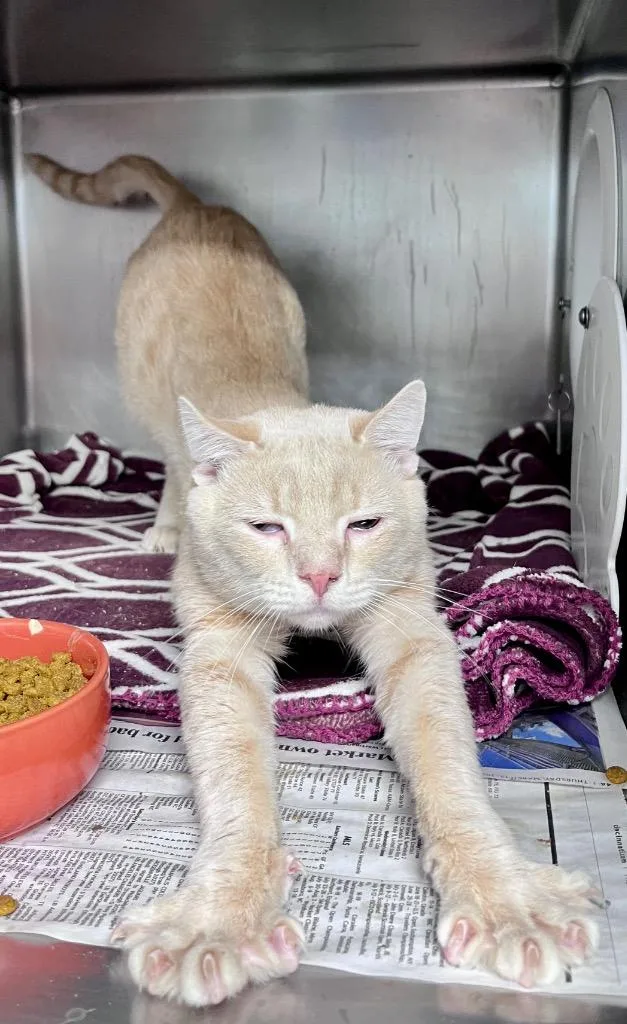 An adult medium-sized male Domestic Short Hair cat named Garlic Salt for adoption in Cincinnati, OH
