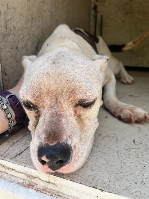 An adult medium-sized female American Bulldog dog named Zoey for adoption in Oklahoma City, OK
