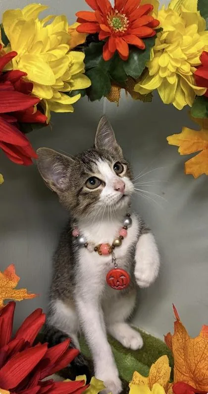A baby medium-sized female Domestic Short Hair cat named Heather for adoption in Picayune, MS