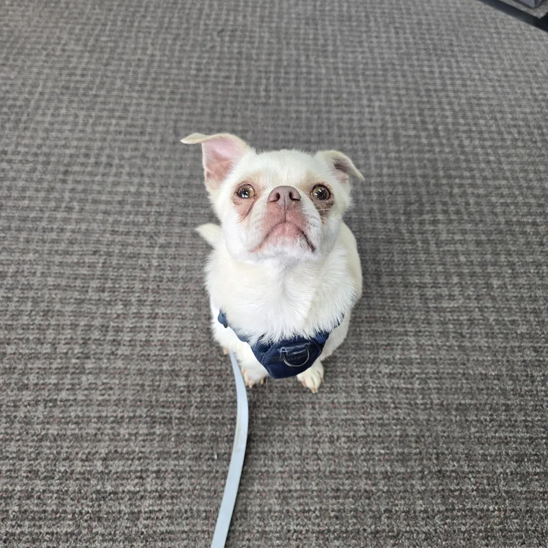 Oliver