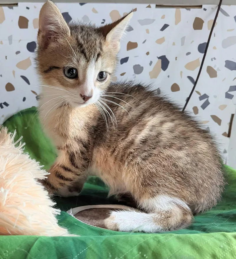 A baby small-sized male Tabby (Brown / Chocolate) Domestic Short Hair cat named Spider for adoption in Seven Valleys, PA