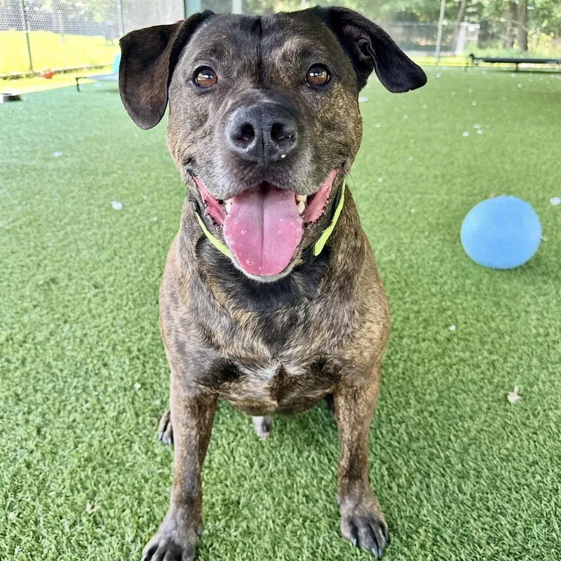 An adult large-sized male Brindle Mixed Breed dog named Gotham for adoption in Eatontown, NJ