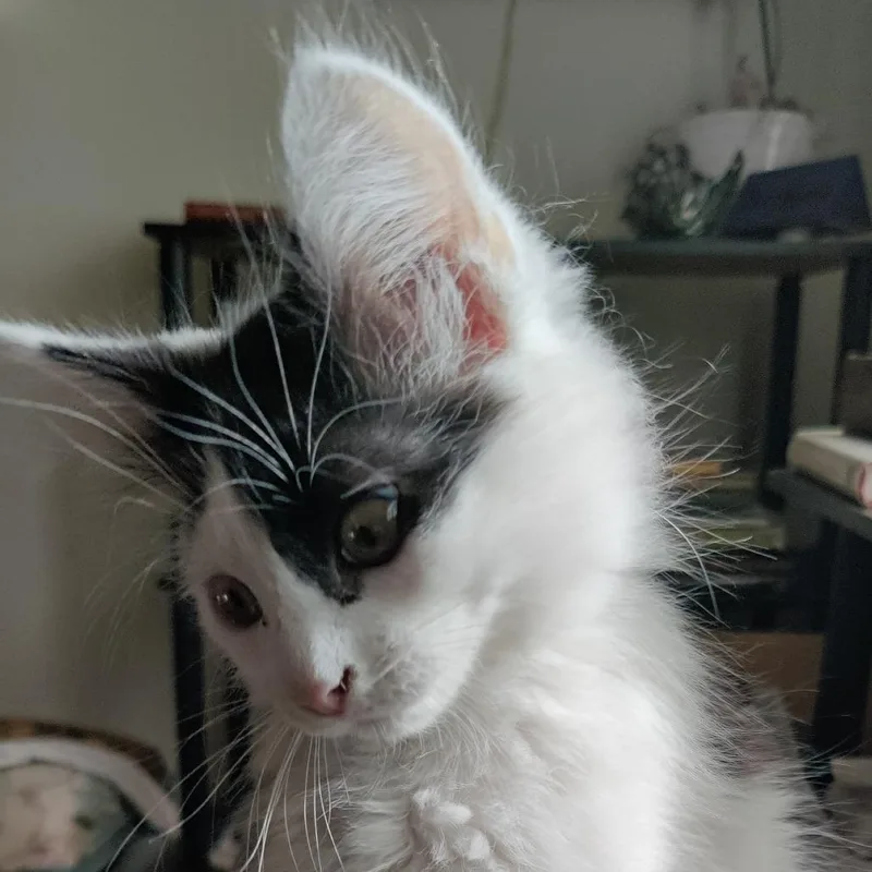 A baby small-sized female White Domestic Short Hair cat named Princess for adoption in Lynchburg, VA