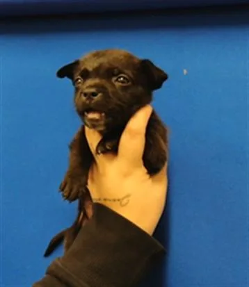A baby small-sized female Chihuahua dog named Katherine for adoption in Albuquerque, NM