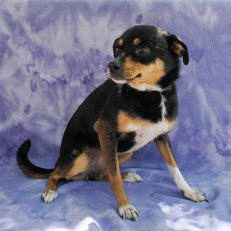 An adult small-sized female Black Chihuahua dog named Mia for adoption in Point Richmond, CA