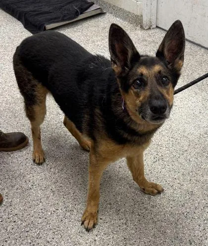 An adult large-sized male Black German Shepherd Dog dog named Von Duke for adoption in Kansas City, MO