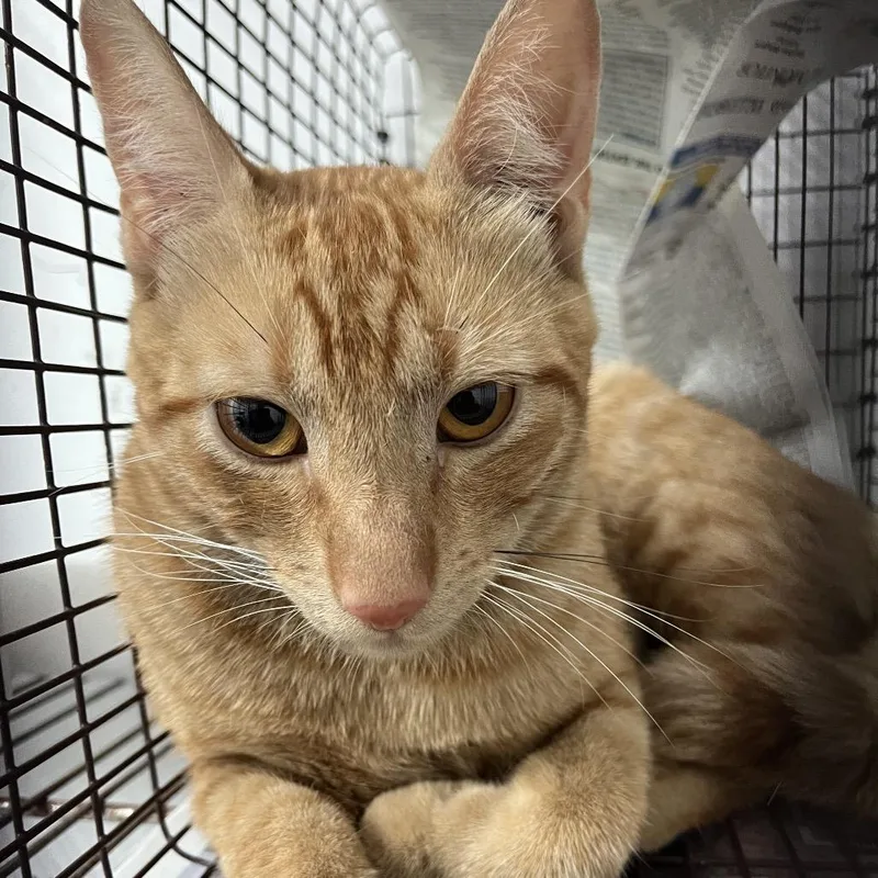 An adult medium-sized male Orange / Red Domestic Short Hair cat named Mr. Orange for adoption in Edinburg, TX