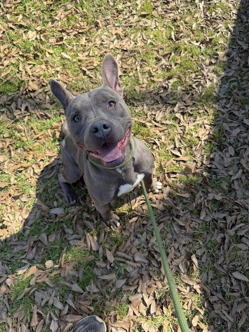 Fireplug thumbnail 2