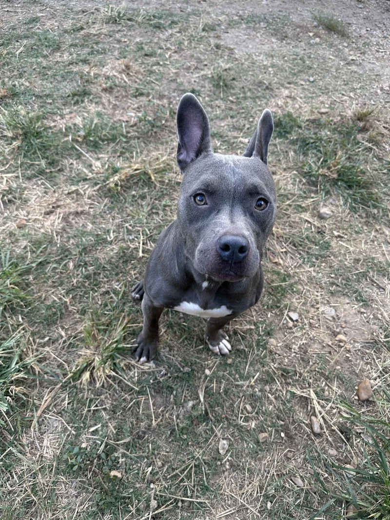 Fireplug thumbnail 3