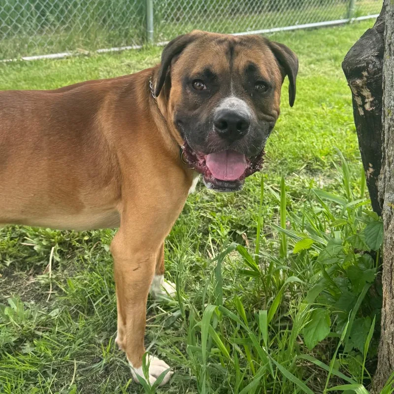 An adult large-sized male Brown / Chocolate Boxer dog named Rocco for adoption in Milford, IA