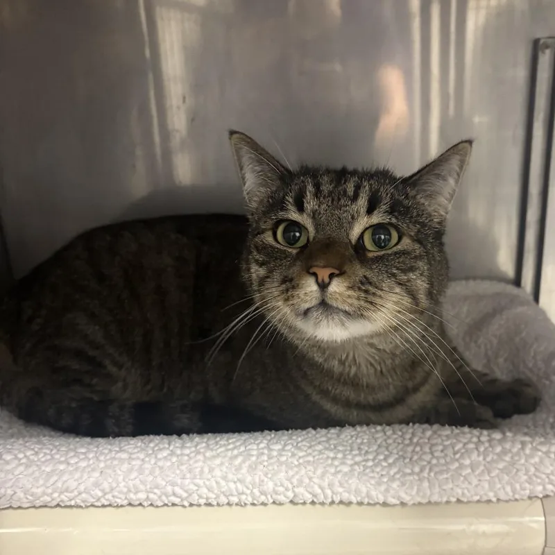 An adult large-sized male Brown / Chocolate Domestic Short Hair cat named Neo for adoption in Hampton Bays, NY