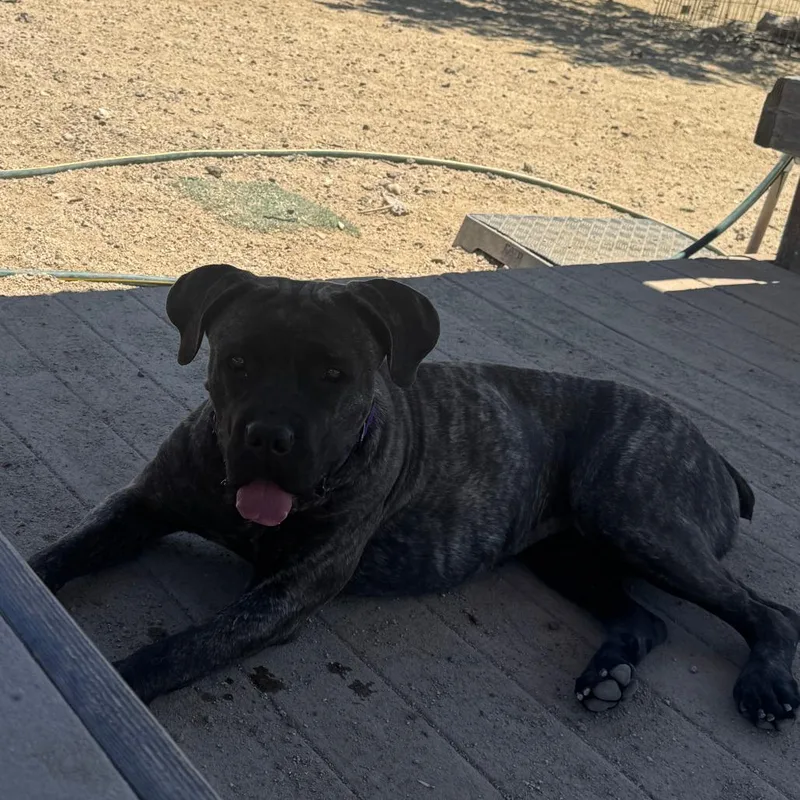 A young small-sized female Black Mastiff dog named Lana for adoption in Stagecoach, NV