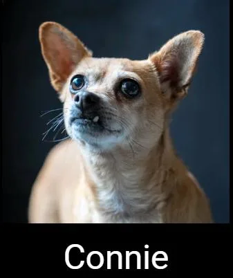 An adult small-sized female Golden Chihuahua dog named Connie for adoption in Lafayette, CA