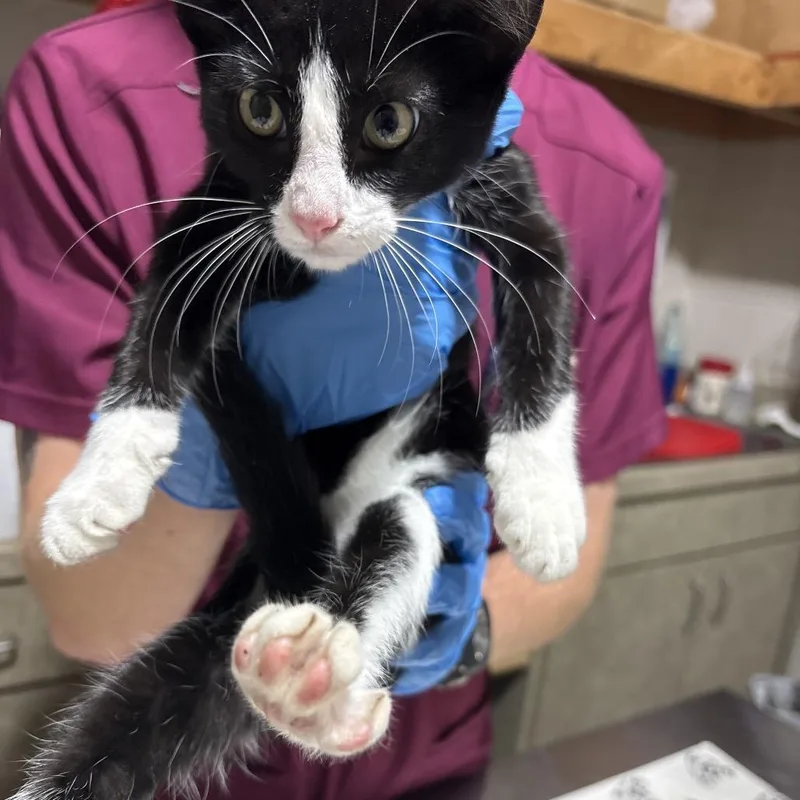 A baby small-sized female Black Domestic Short Hair cat named Dot for adoption in Milton, FL