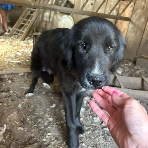 A young large-sized female Black Great Pyrenees dog named Sefi for adoption in Overland Park, KS