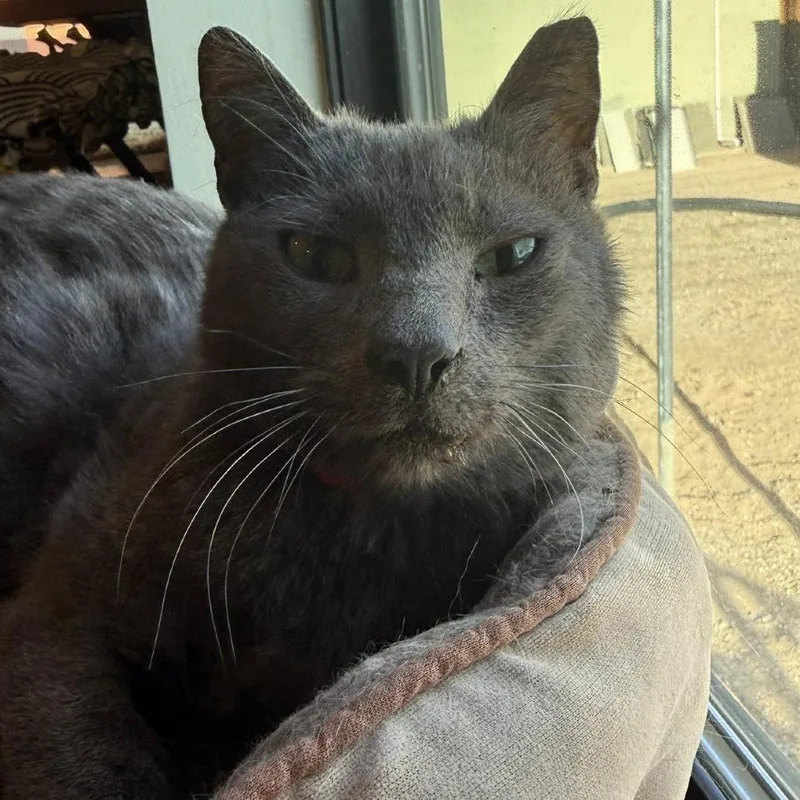A young small-sized male Gray / Blue / Silver Domestic Short Hair cat named Magro for adoption in Tucson, AZ