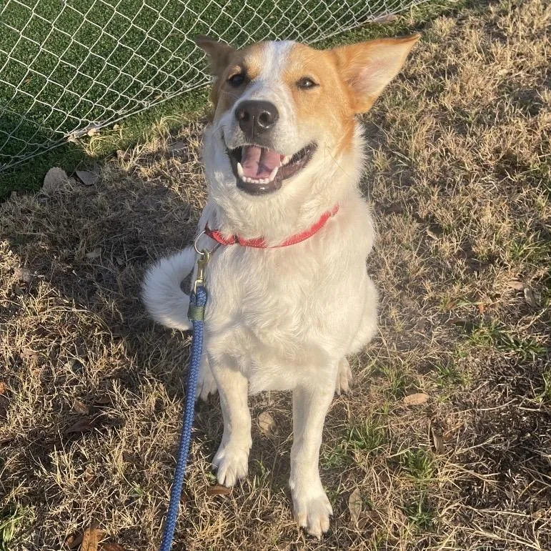 Smores Graham Cracker
