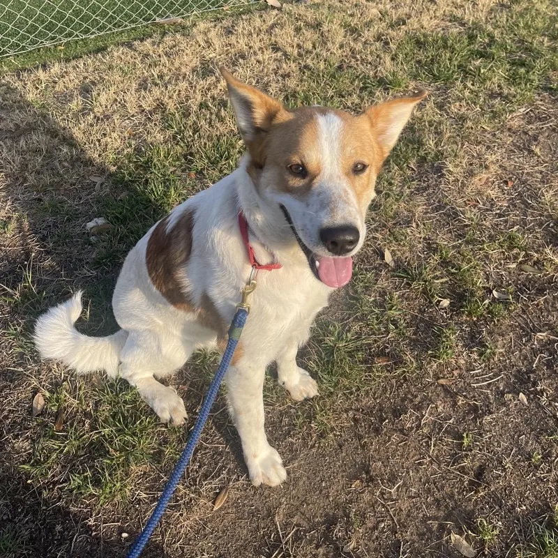 Smores Graham Cracker thumbnail 2