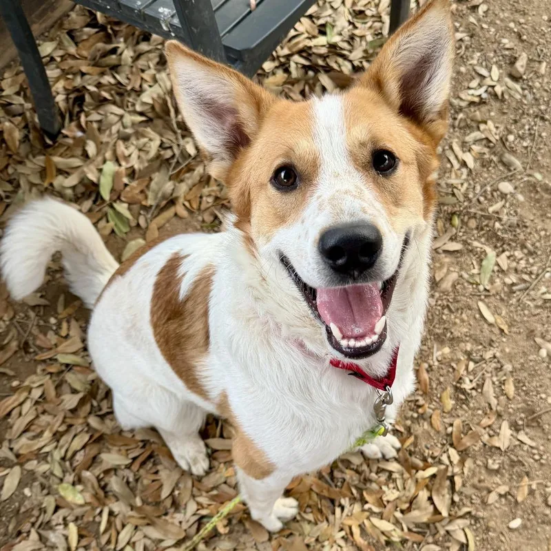 Smores Graham Cracker thumbnail 3