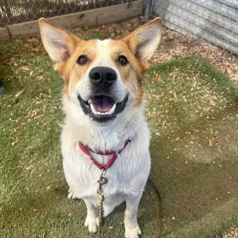 Smores Graham Cracker thumbnail 4