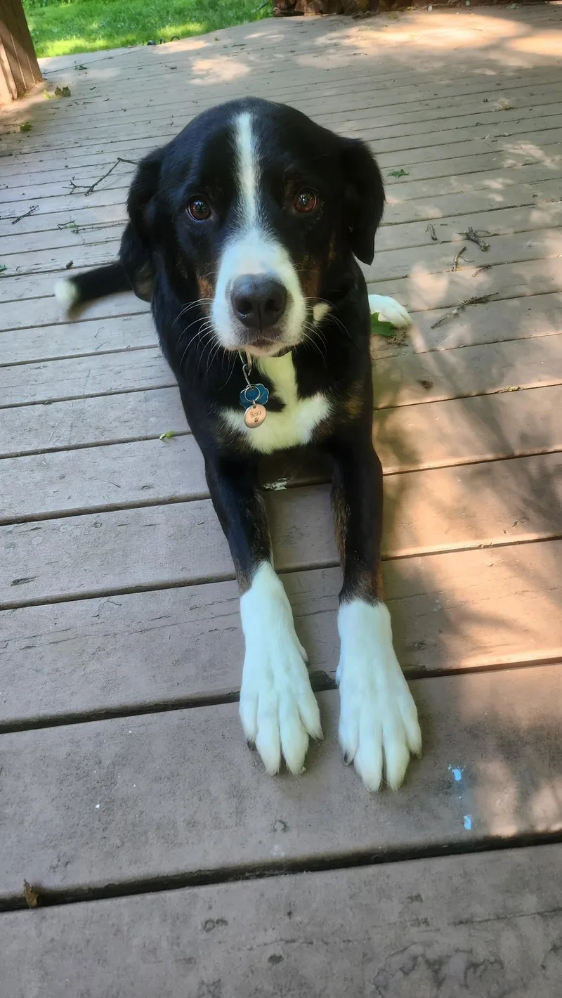 Beau