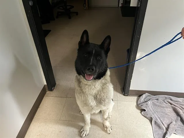 A young large-sized male Akita dog named Takis for adoption in Kent, WA