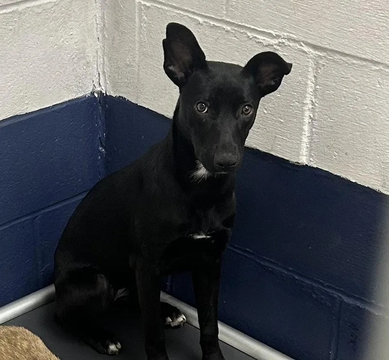 A young medium-sized female Mixed Breed dog named Lorraine months for adoption in Sterling, MA