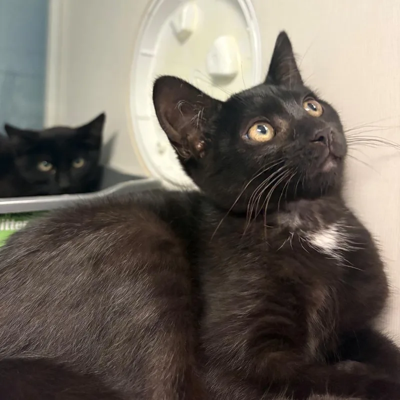 A baby small-sized female Black Domestic Short Hair cat named Shine for adoption in East Hanover, NJ