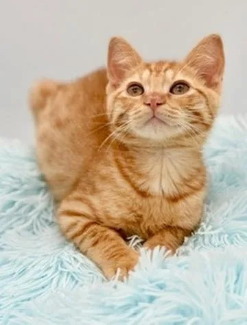A baby medium-sized male Orange / Red Domestic Short Hair cat named Cheese Grater for adoption in Covington, LA