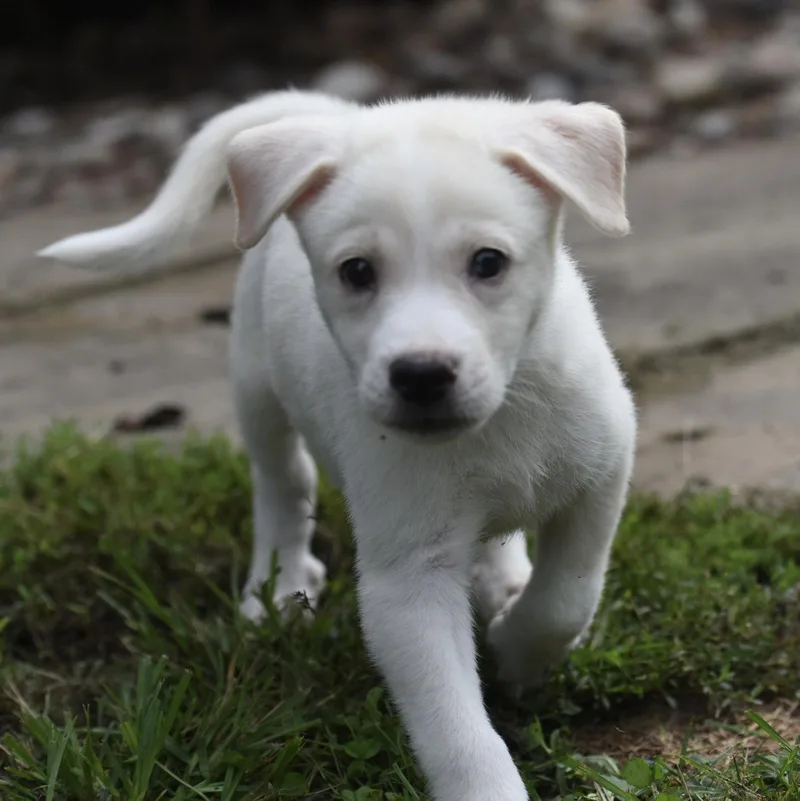 Daisy thumbnail 2