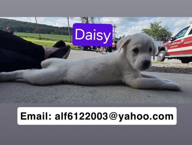 Daisy thumbnail 3
