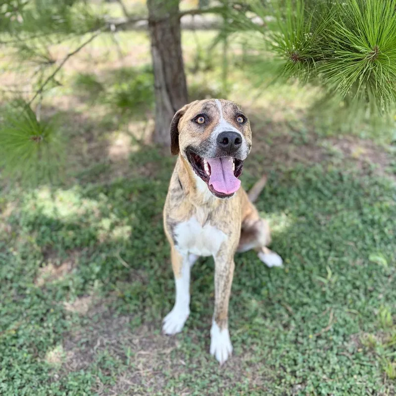 An adult large-sized male Brindle Great Pyrenees dog named Tigger for adoption in Bastrop, TX