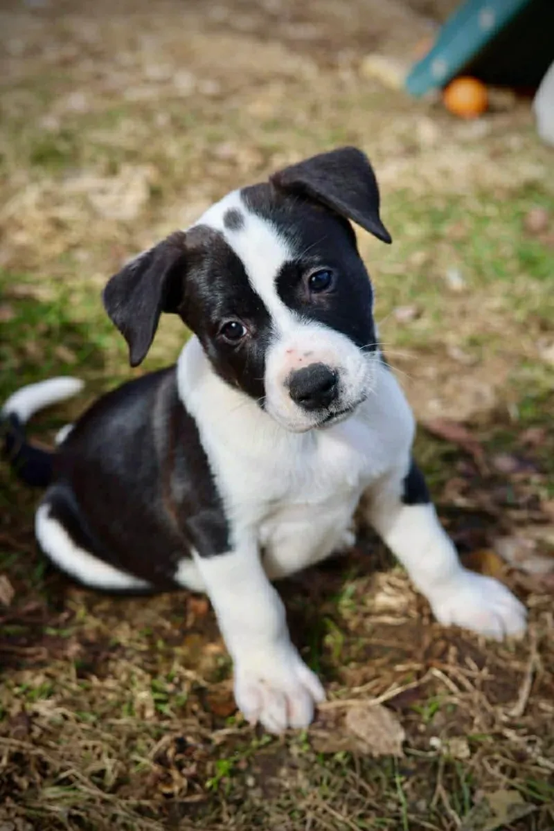 A young medium-sized male American Staffordshire Terrier dog named Magnus for adoption in Duluth, MN