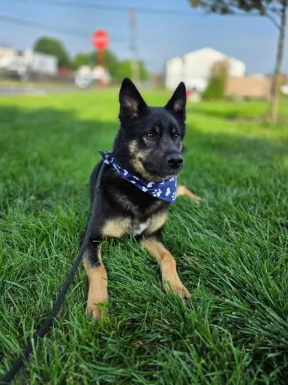 Sampson