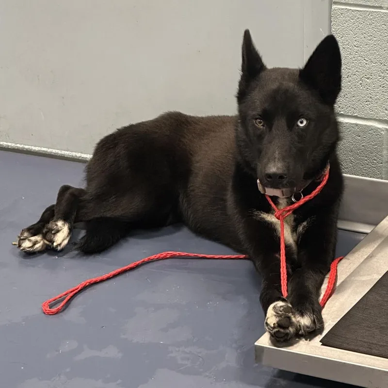 An adult medium-sized female Black Husky dog named Sparkle for adoption in Greensboro, NC