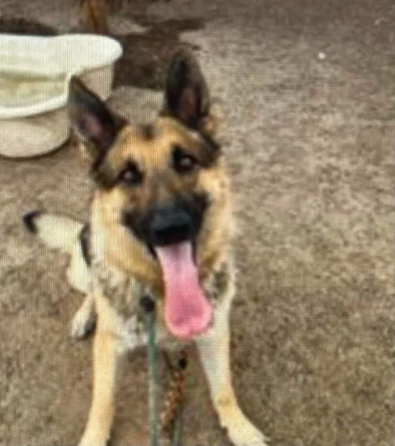 An adult large-sized male Bicolor German Shepherd Dog dog named Drake for adoption in Phoenix, AZ