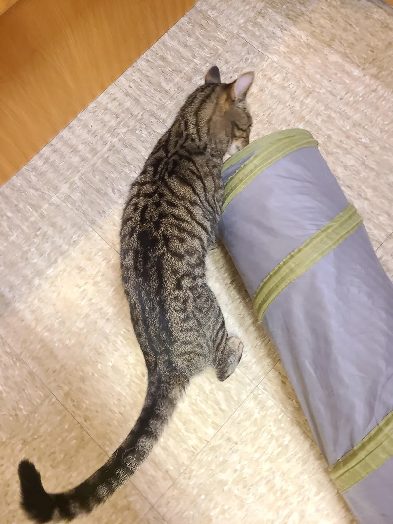 A young large-sized male Tabby (Brown / Chocolate) Domestic Short Hair cat named Rambo for adoption in Gerrardstown, WV